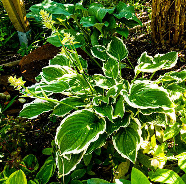 hosta