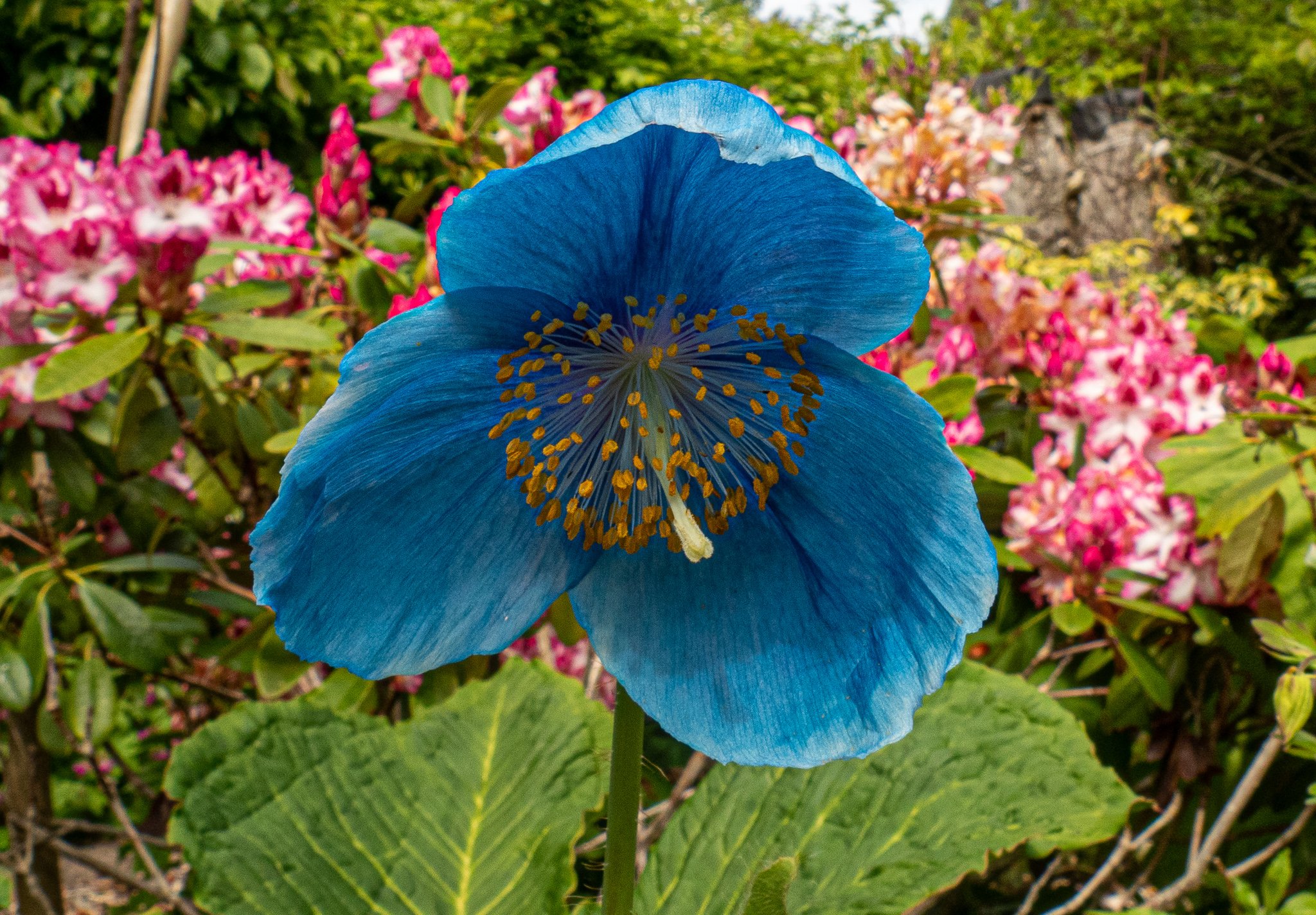 Meconopsis