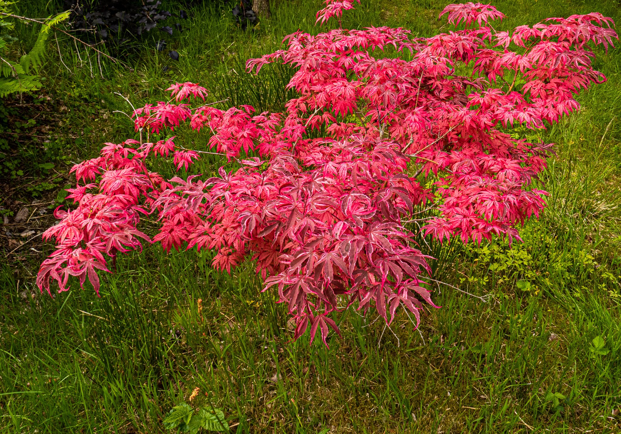 maple tree