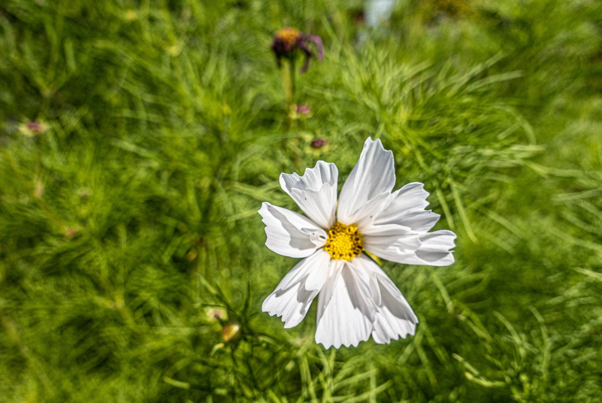 Rosenskära